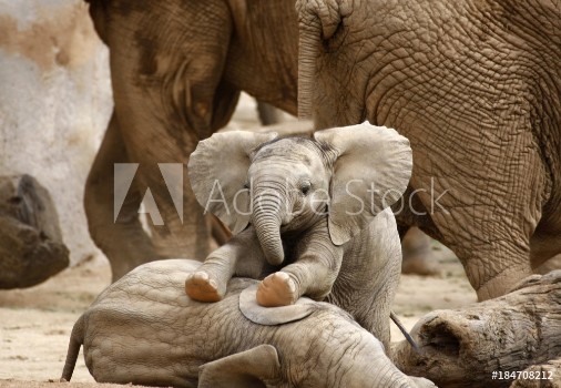 Image de Baby Elephants Playing